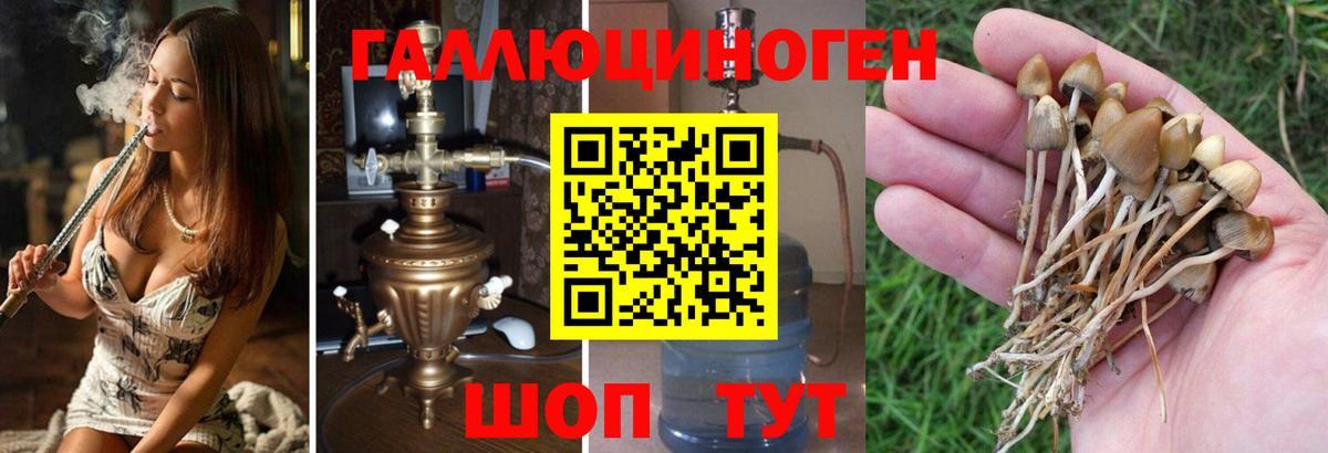 Алатырь  Псилоцибиновые грибы GOLDEN TEACHER  Вход с VPN  Псилоцибиновые грибы MAGIC MUSHROOMS 